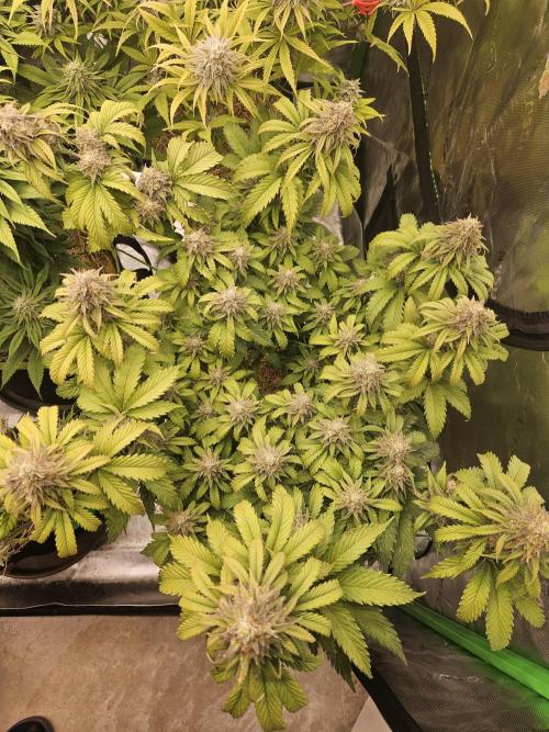 Hellfire OG - Kannabia - Winter Grow. Week 13