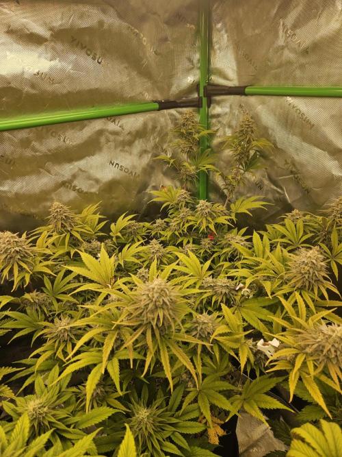 Hellfire OG - Kannabia - Winter Grow. Week 13