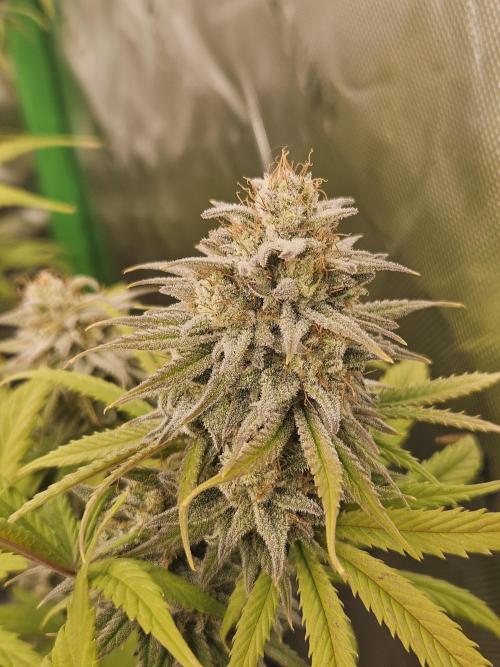 Hellfire OG - Kannabia - Winter Grow. Week 13