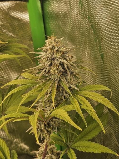 Hellfire OG - Kannabia - Winter Grow. Week 13