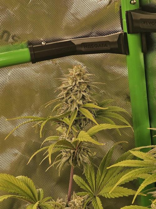 Hellfire OG - Kannabia - Winter Grow. Week 13