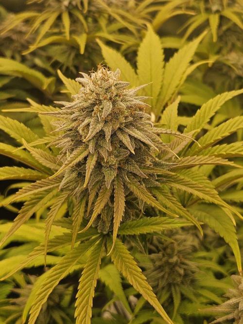 Hellfire OG - Kannabia - Winter Grow. Week 13