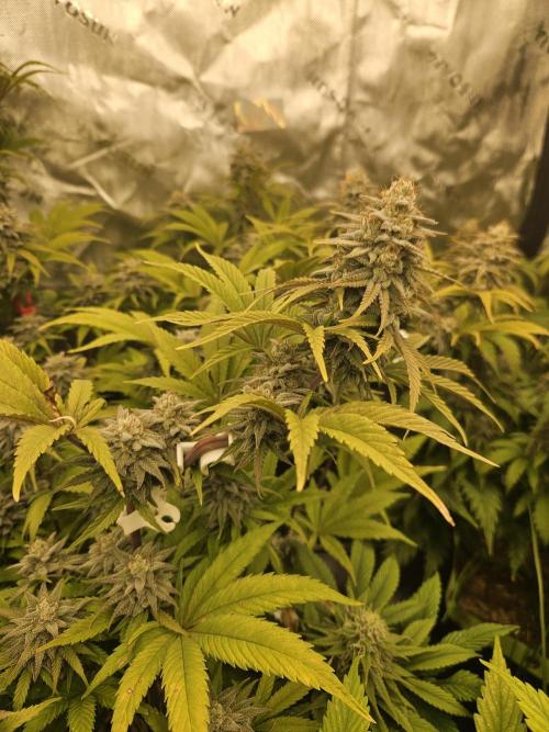 Hellfire OG - Kannabia - Winter Grow. Week 13