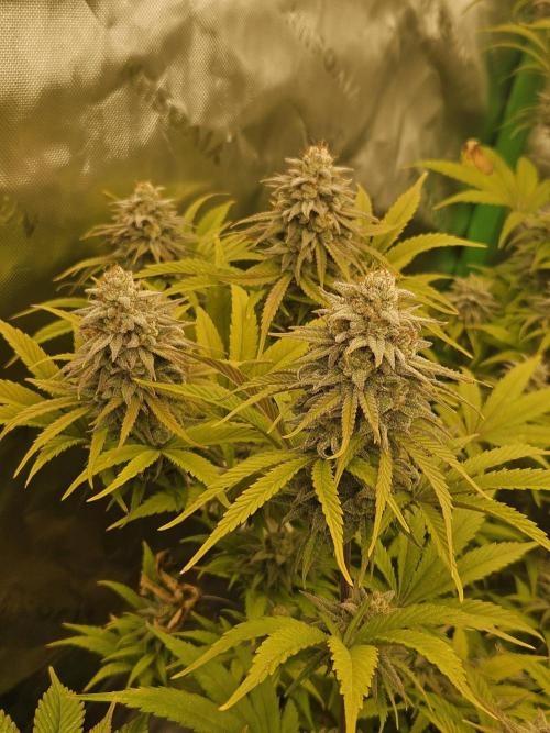 Hellfire OG - Kannabia - Winter Grow. Week 13