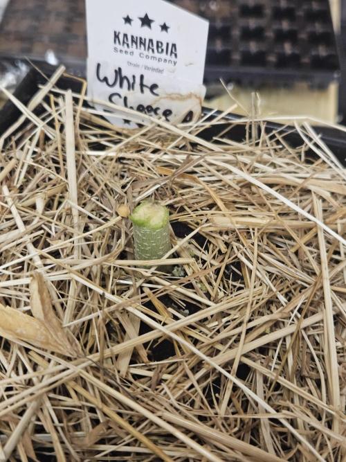 White Cheese Auto Winter grow. Week 10