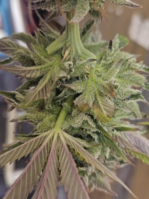 White Cheese Auto Winter grow. Week 10