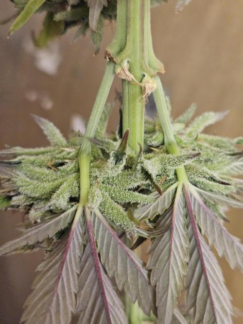 White Cheese Auto. Week 10