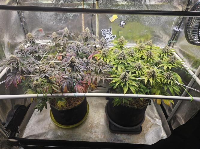 Honeycomp Pave - Compound - Winter Grow. Week 13