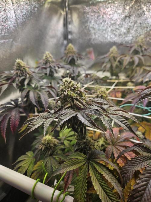 Honeycomp Pave - Compound - Winter Grow. Week 13