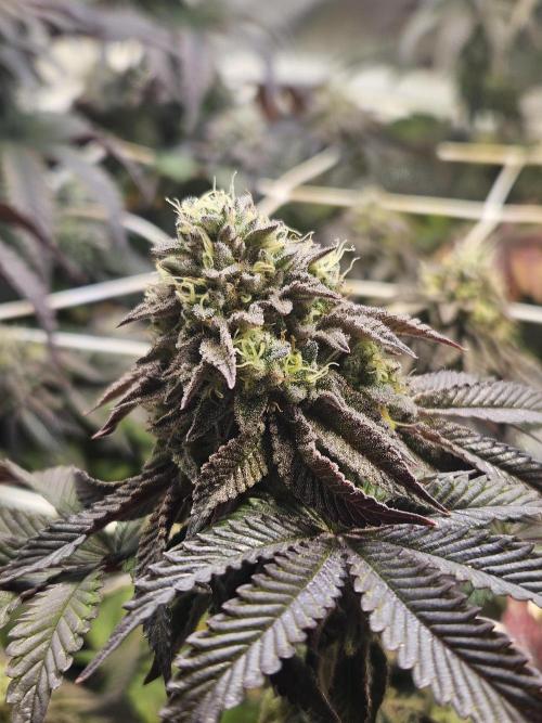 Honeycomp Pave - Compound - Winter Grow. Week 13