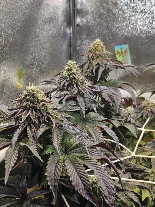 Honeycomp Pave - Compound - Winter Grow. Week 13