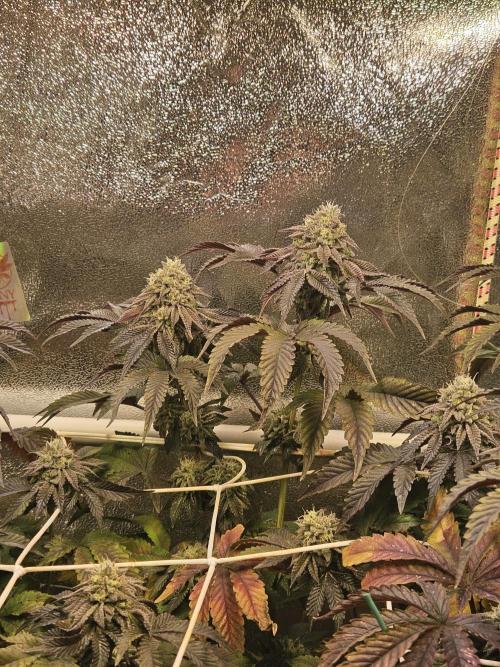 Honeycomp Pave - Compound - Winter Grow. Week 13