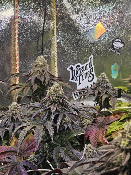 Honeycomp Pave - Compound - Winter Grow. Week 13