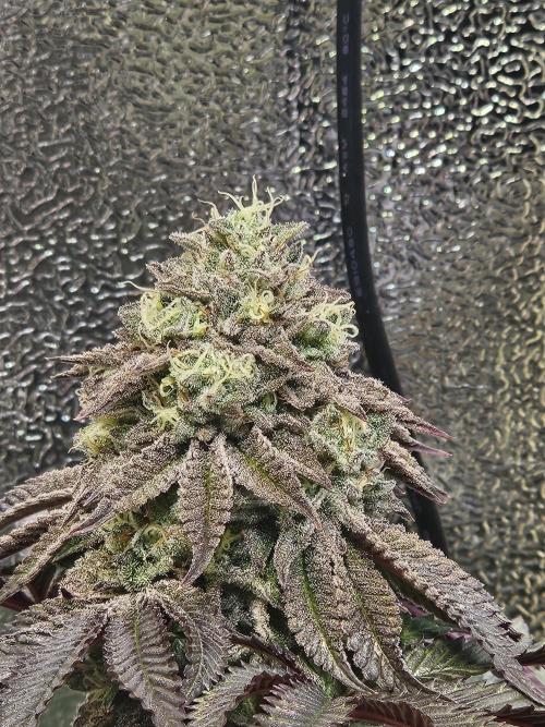 Honeycomp Pave - Compound - Winter Grow. Week 13