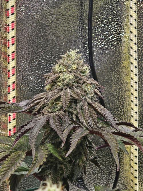 Honeycomp Pave - Compound - Winter Grow. Week 13