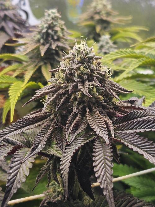 Honeycomp Pave - Compound - Winter Grow. Week 13