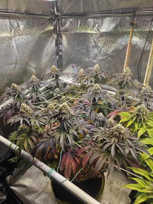 Honeycomp Pave - Compound - Winter Grow. Week 13
