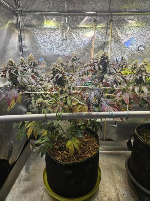 Honeycomp Pave - Compound - Winter Grow. Week 13
