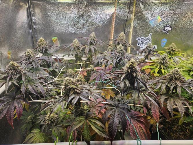 Honeycomp Pave - Compound - Winter Grow. Week 13