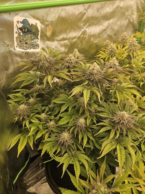 Velvet Kir Royal - HnnyHmp - Winter Grow. Week 13