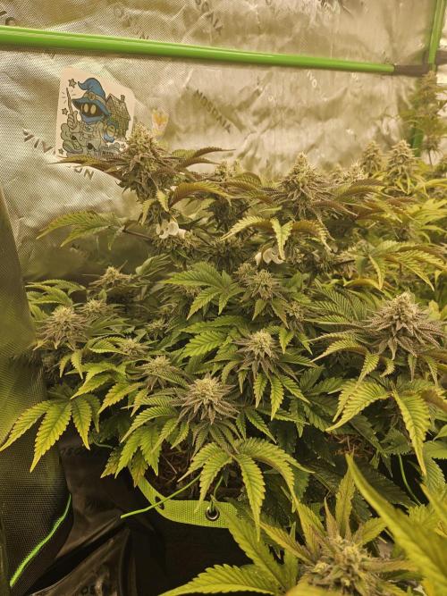 Velvet Kir Royal - HnnyHmp - Winter Grow. Week 13