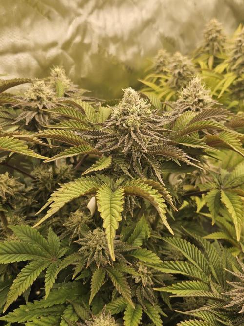 Velvet Kir Royal - HnnyHmp - Winter Grow. Week 13