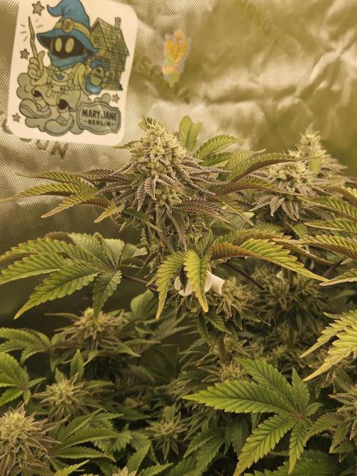 Velvet Kir Royal - HnnyHmp - Winter Grow. Week 13