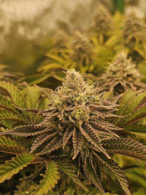 Velvet Kir Royal - HnnyHmp - Winter Grow. Week 13