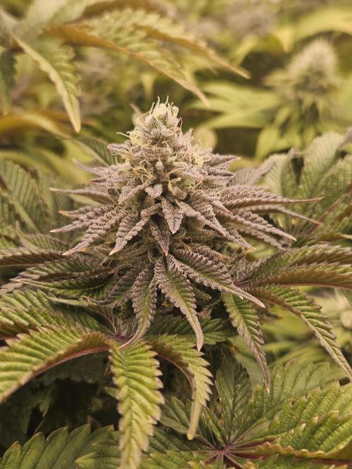 Velvet Kir Royal - HnnyHmp - Winter Grow. Week 13