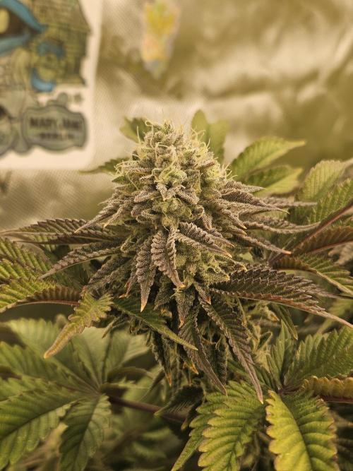 Velvet Kir Royal - HnnyHmp - Winter Grow. Week 13