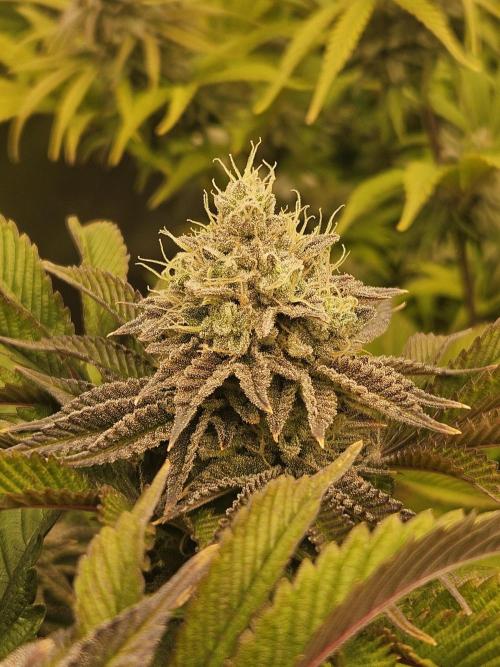 Velvet Kir Royal - HnnyHmp - Winter Grow. Week 13