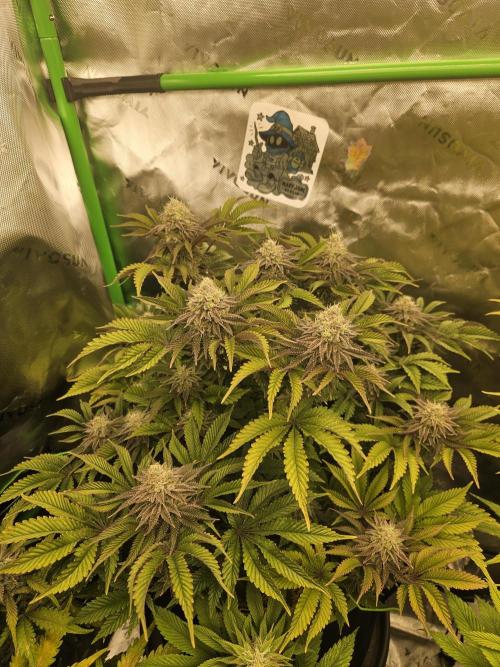Velvet Kir Royal - HnnyHmp - Winter Grow. Week 13
