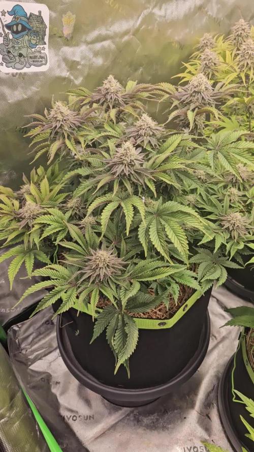 Velvet Kir Royal - HnnyHmp - Winter Grow