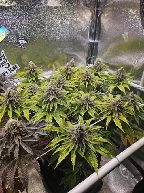 Velvet Kir Royal - HnnyHmp - Winter Grow. Week 13