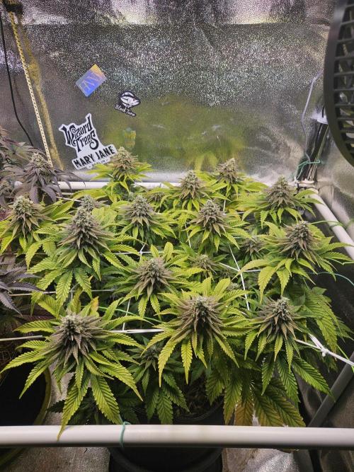 Velvet Kir Royal - HnnyHmp - Winter Grow. Week 13