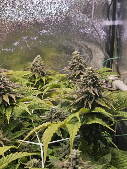 Velvet Kir Royal - HnnyHmp - Winter Grow. Week 13