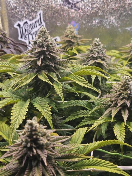 Velvet Kir Royal - HnnyHmp - Winter Grow. Week 13