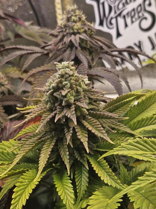 Velvet Kir Royal - HnnyHmp - Winter Grow. Week 13
