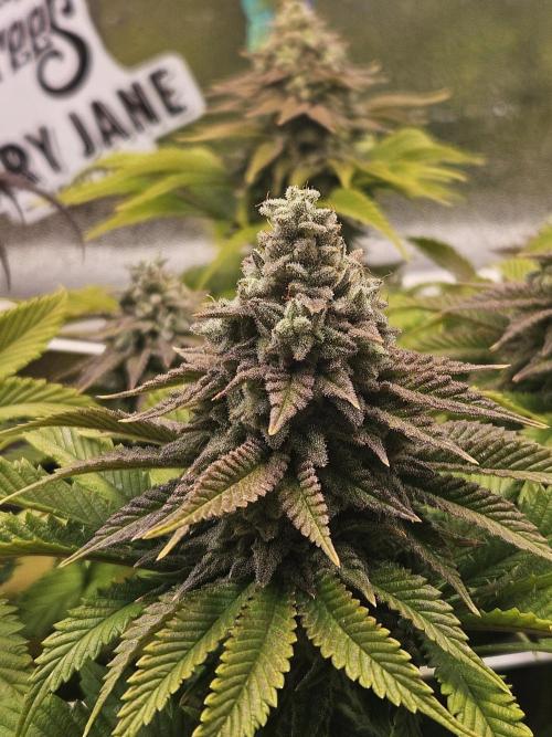 Velvet Kir Royal - HnnyHmp - Winter Grow. Week 13