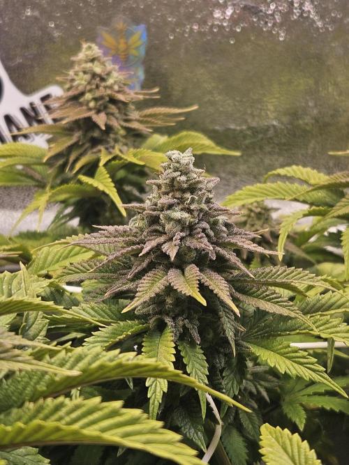 Velvet Kir Royal - HnnyHmp - Winter Grow. Week 13