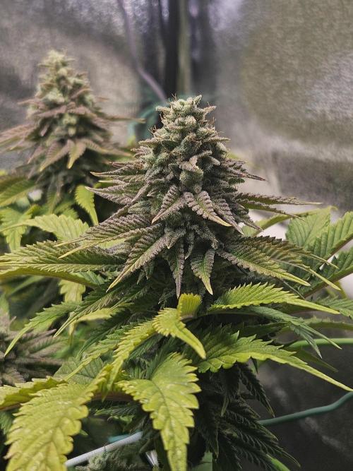 Velvet Kir Royal - HnnyHmp - Winter Grow. Week 13