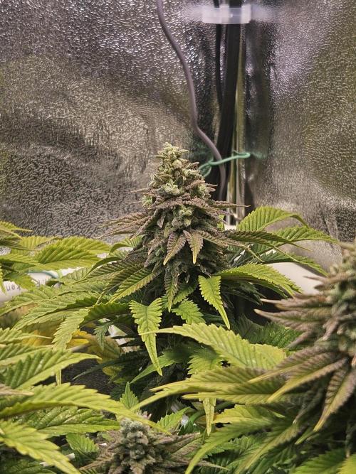 Velvet Kir Royal - HnnyHmp - Winter Grow. Week 13