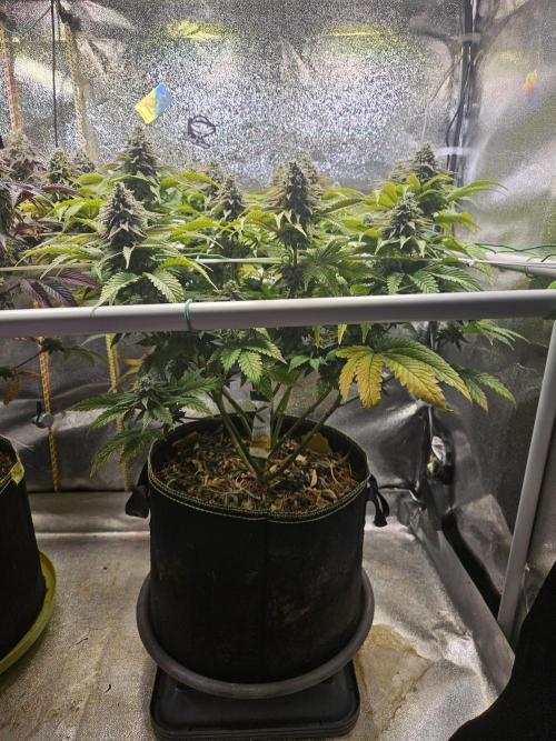 Velvet Kir Royal - HnnyHmp - Winter Grow. Week 13