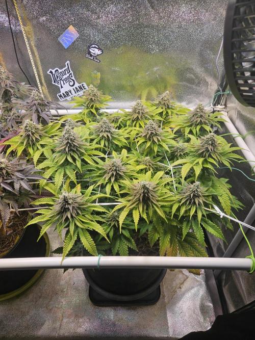 Velvet Kir Royal - HnnyHmp - Winter Grow. Week 13