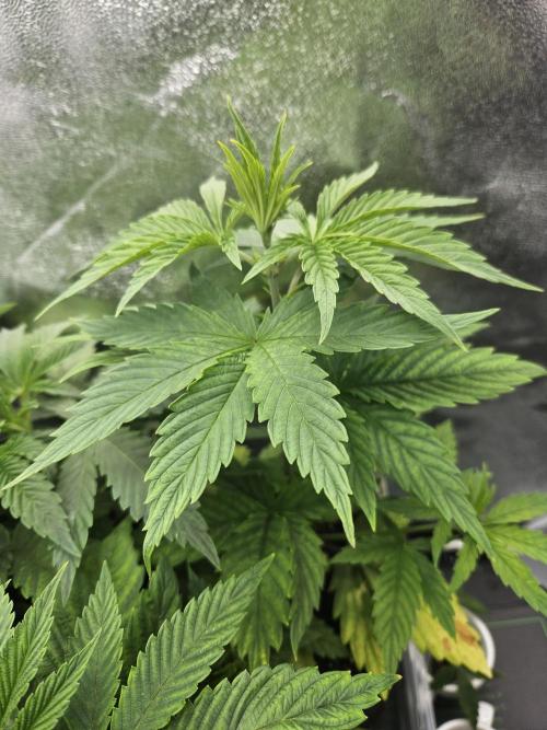 Hellfire OG - Guerilla Grow. Week 3