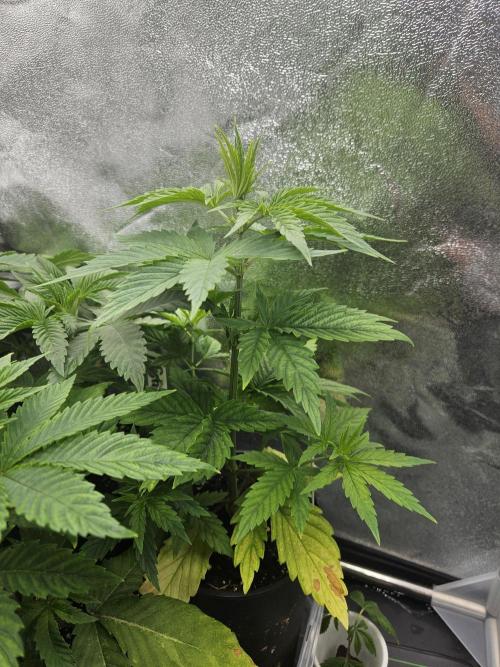 Hellfire OG - Guerilla Grow. Week 3