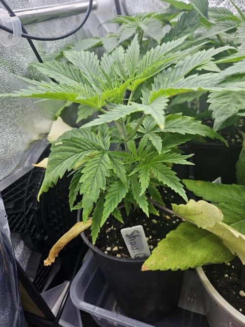 Strawberry Guawa - Guerilla Grow. Week 3