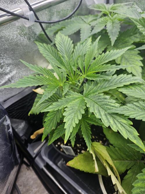 Strawberry Guawa - Guerilla Grow. Week 3