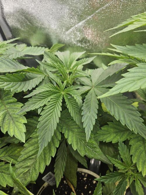 Strawberry Guawa - Guerilla Grow. Week 3
