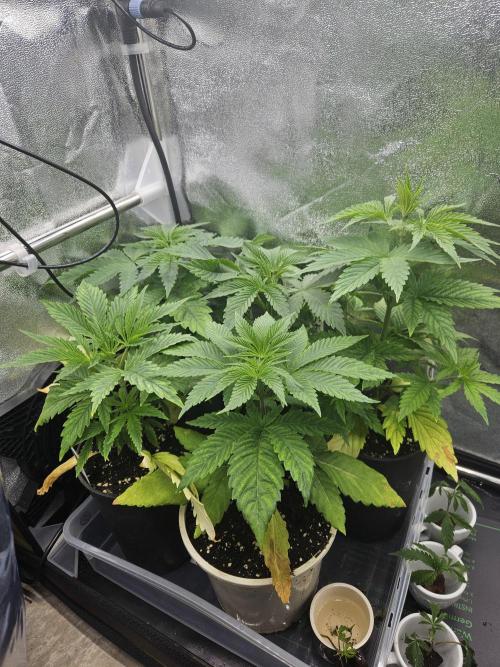Forbidden Runtz Guerilla Grow. Week 3